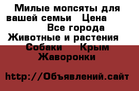 Милые мопсяты для вашей семьи › Цена ­ 20 000 - Все города Животные и растения » Собаки   . Крым,Жаворонки